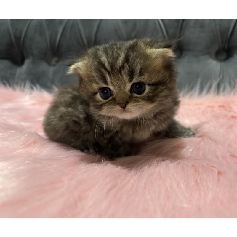 販売中の鹿児島県のスコティッシュフォールド(折れ耳)-139320の3枚目