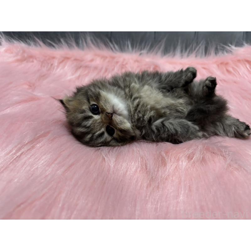 販売中の鹿児島県のスコティッシュフォールド(折れ耳)-139320の2枚目