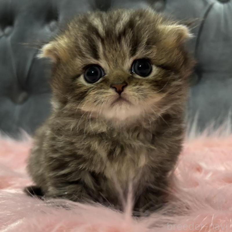 販売中の鹿児島県のスコティッシュフォールド(折れ耳)-139320の1枚目