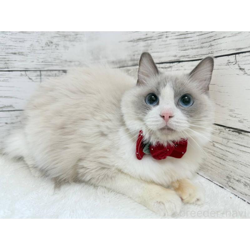 販売中の茨城県のラグドール-139321の7枚目