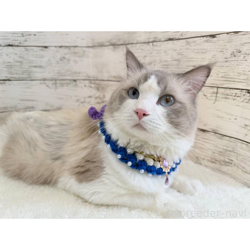 販売中の茨城県のラグドール-139321の6枚目