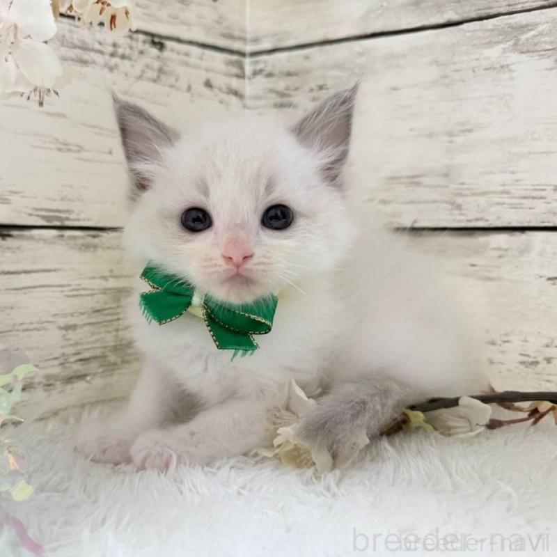 販売中の茨城県のラグドール-139321の5枚目