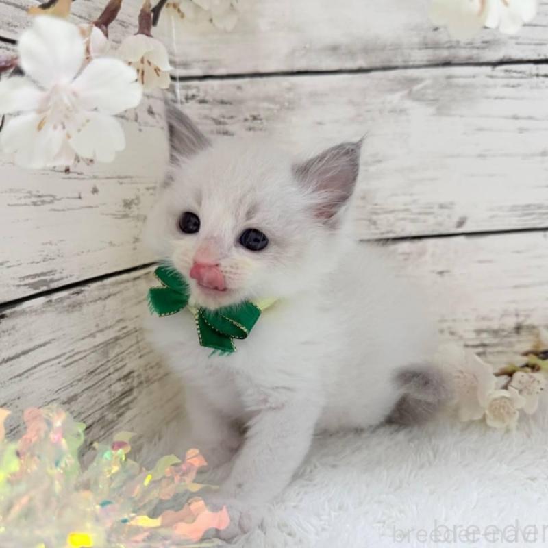 販売中の茨城県のラグドール-139321の4枚目