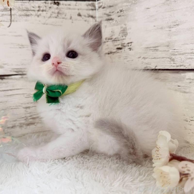 販売中の茨城県のラグドール-139321の3枚目