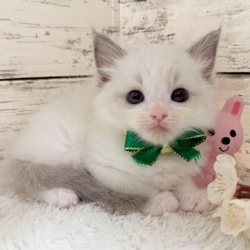 販売中の茨城県のラグドール-139321