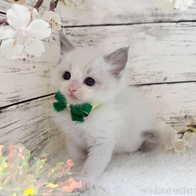 販売中の茨城県のラグドール-139321の2枚目