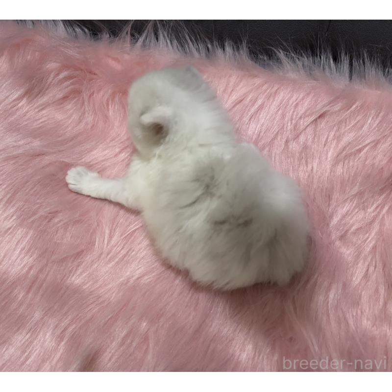 販売中の鹿児島県のミヌエット-139322の8枚目