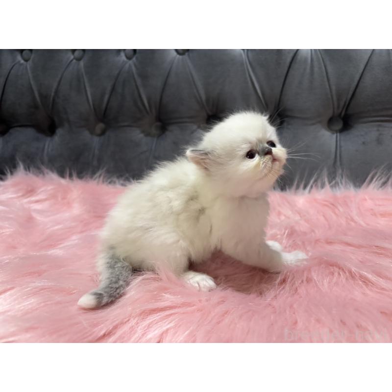 販売中の鹿児島県のミヌエット-139322の7枚目