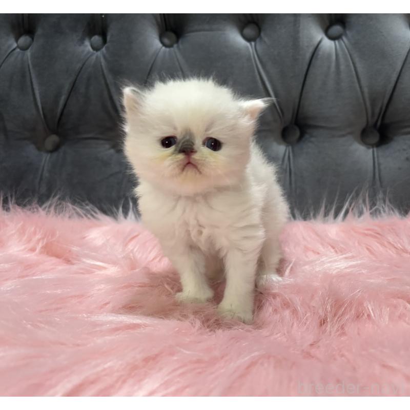 販売中の鹿児島県のミヌエット-139322の5枚目