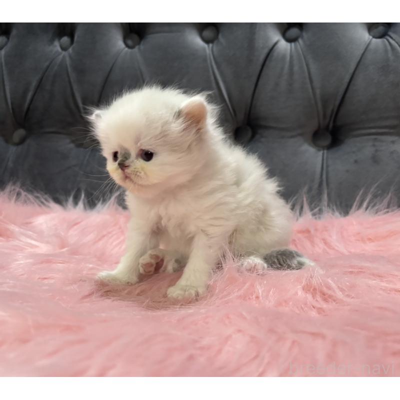 販売中の鹿児島県のミヌエット-139322の4枚目