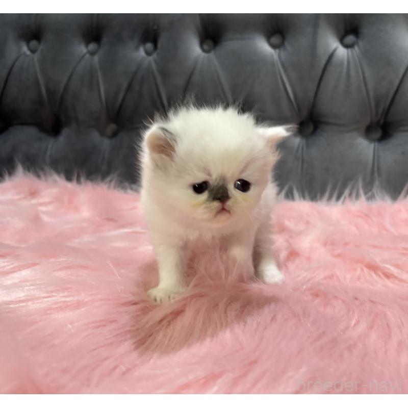 販売中の鹿児島県のミヌエット-139322の3枚目