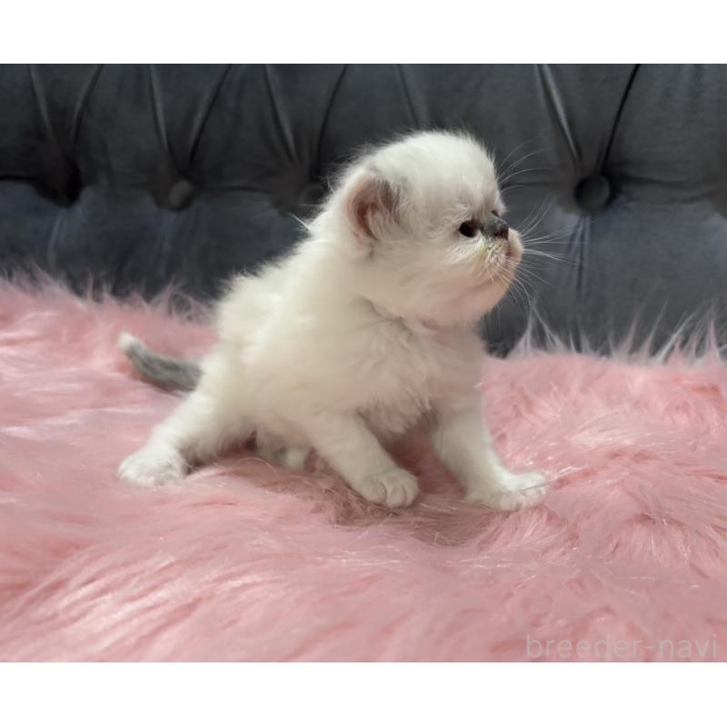 販売中の鹿児島県のミヌエット-139322の2枚目