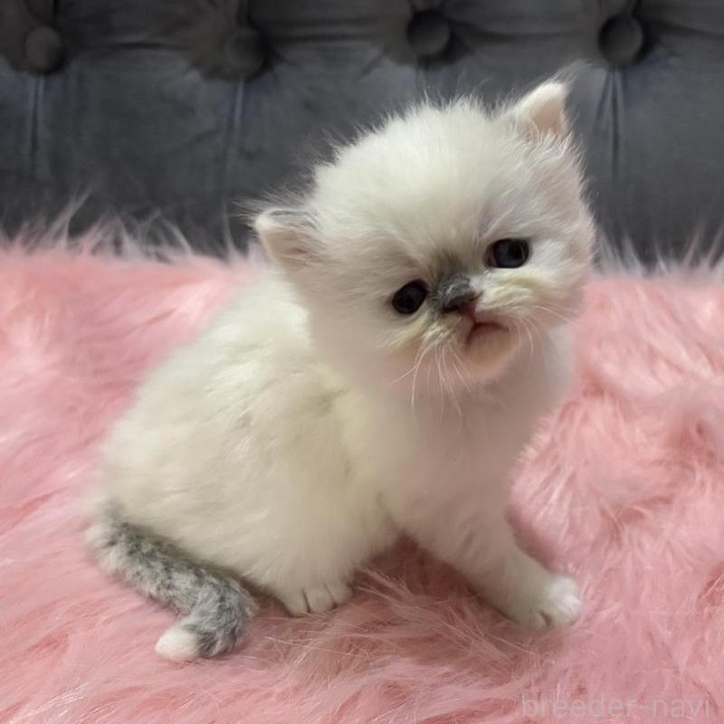 販売中の鹿児島県のミヌエット-139322