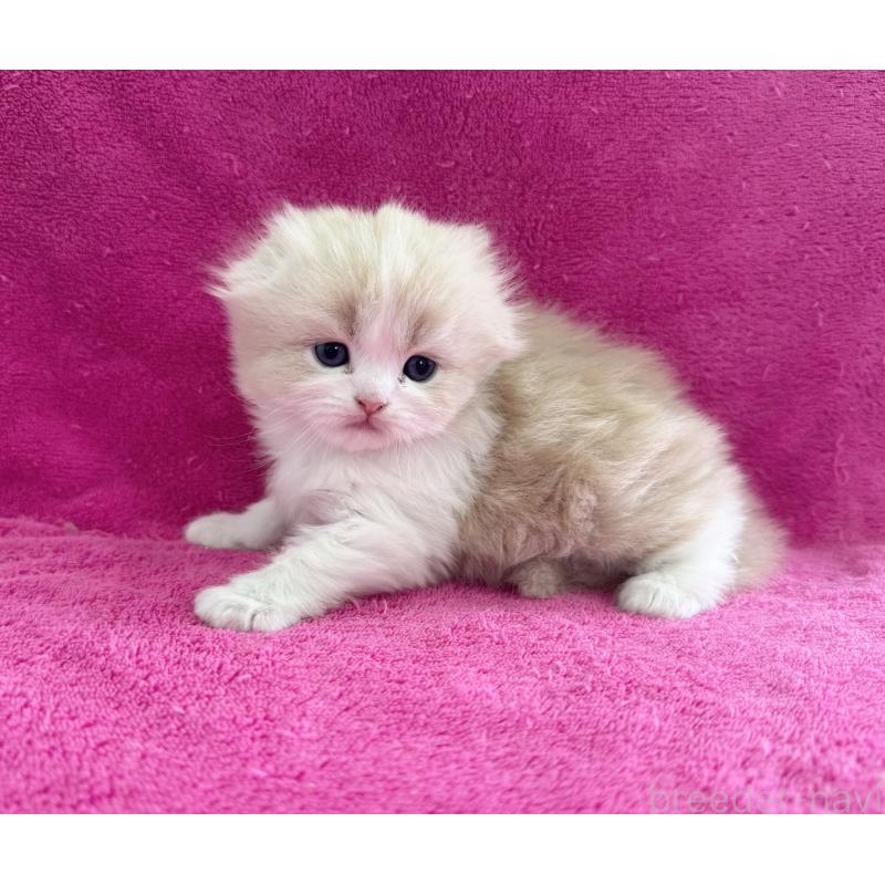 販売中の愛知県のスコティッシュフォールド(折れ耳)-139323の2枚目