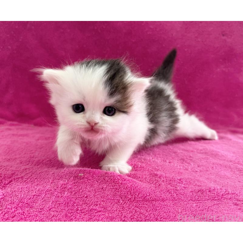 販売中の愛知県のスコティッシュフォールド-139324の4枚目