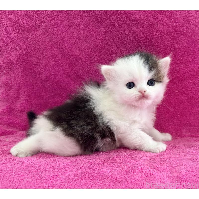 販売中の愛知県のスコティッシュフォールド-139324の3枚目