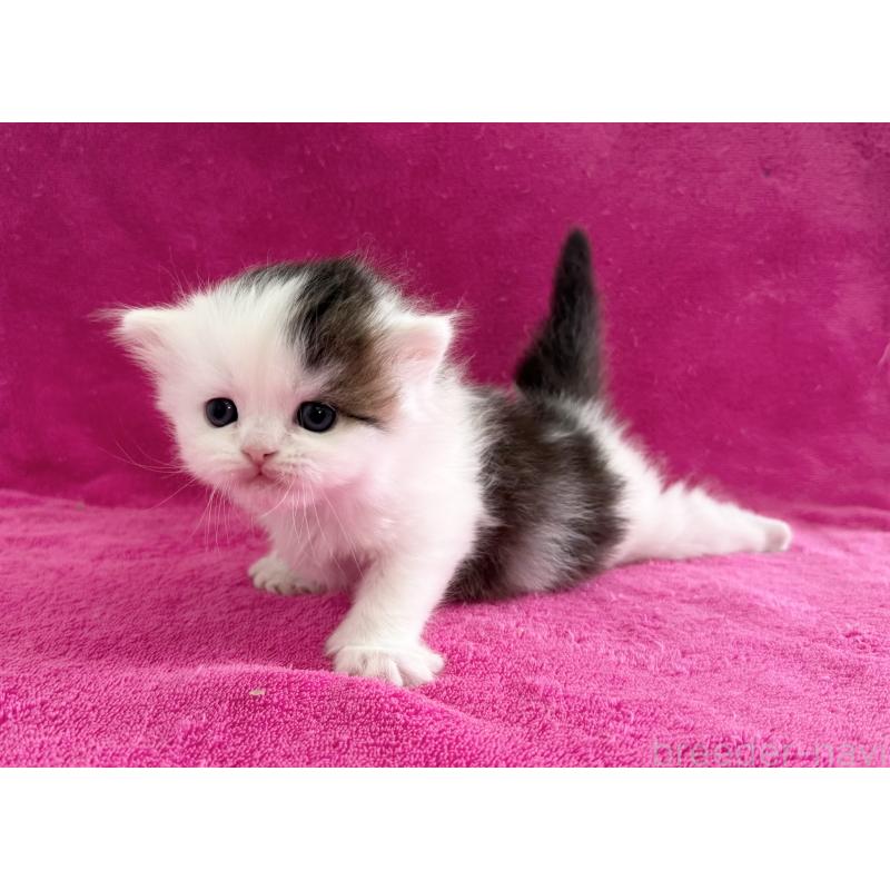 販売中の愛知県のスコティッシュフォールド-139324の2枚目