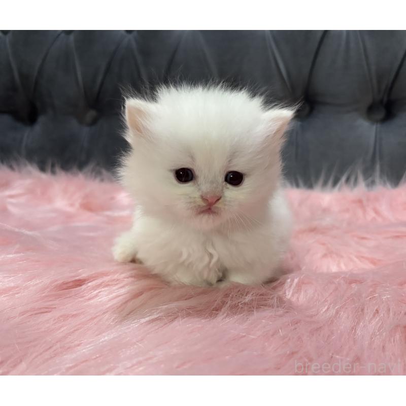 販売中の鹿児島県のミヌエット(短足)-139325の8枚目