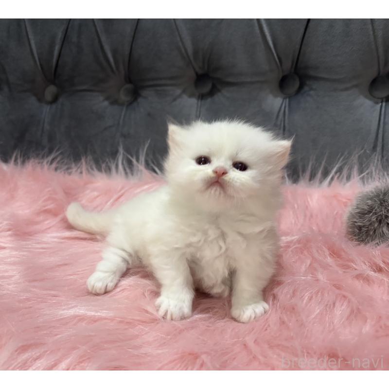 販売中の鹿児島県のミヌエット(短足)-139325の7枚目