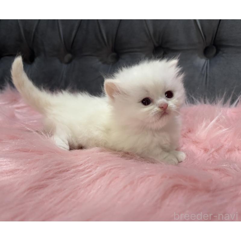 販売中の鹿児島県のミヌエット(短足)-139325の6枚目