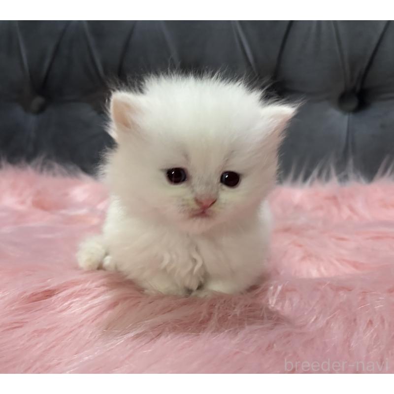 販売中の鹿児島県のミヌエット(短足)-139325の5枚目