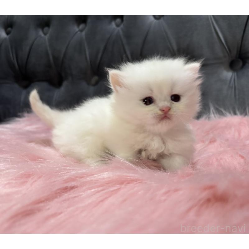 販売中の鹿児島県のミヌエット(短足)-139325の3枚目