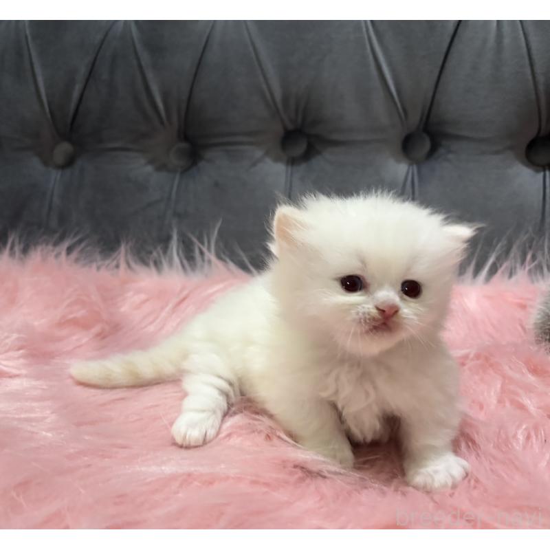 販売中の鹿児島県のミヌエット(短足)-139325の2枚目