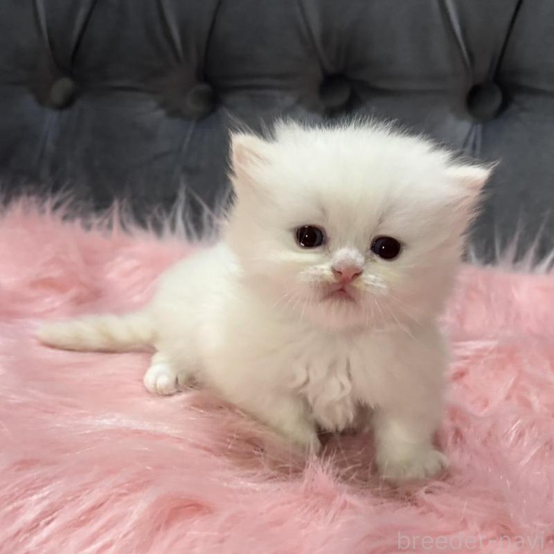 販売中の鹿児島県のミヌエット(短足)-139325