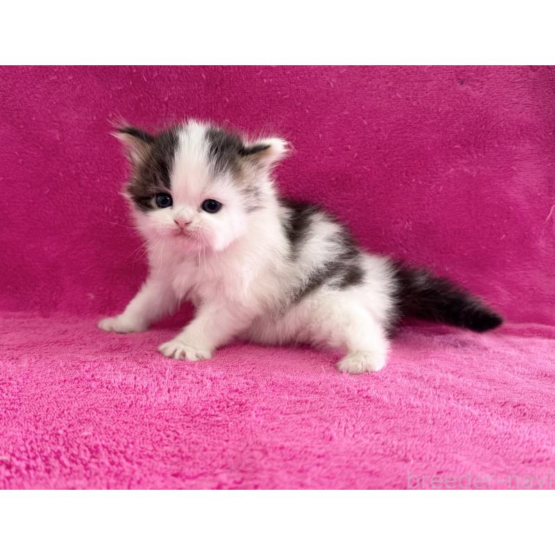 販売中の愛知県のスコティッシュフォールド-139326の3枚目