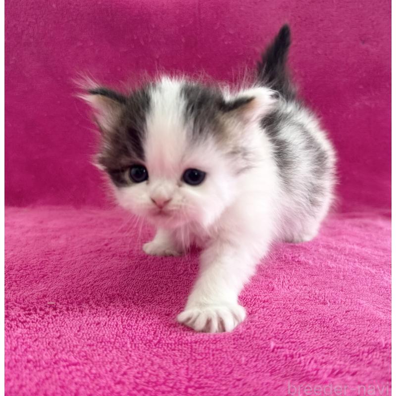 販売中の愛知県のスコティッシュフォールド-139326の2枚目