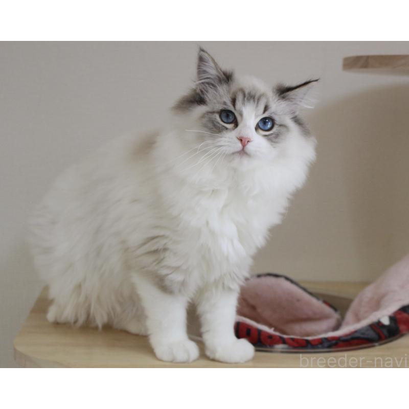 商談中の山梨県のラグドール-131653の3枚目