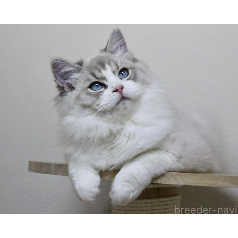 販売中の山梨県のラグドール-131658の8枚目