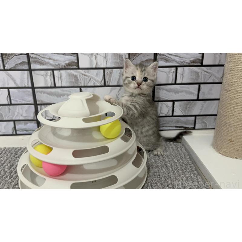 販売中の福岡県のマンチカン-139327の5枚目