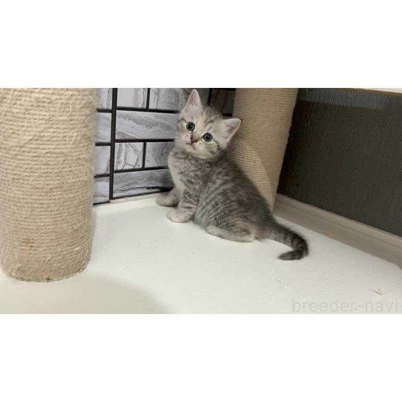 販売中の福岡県のマンチカン-139327の4枚目