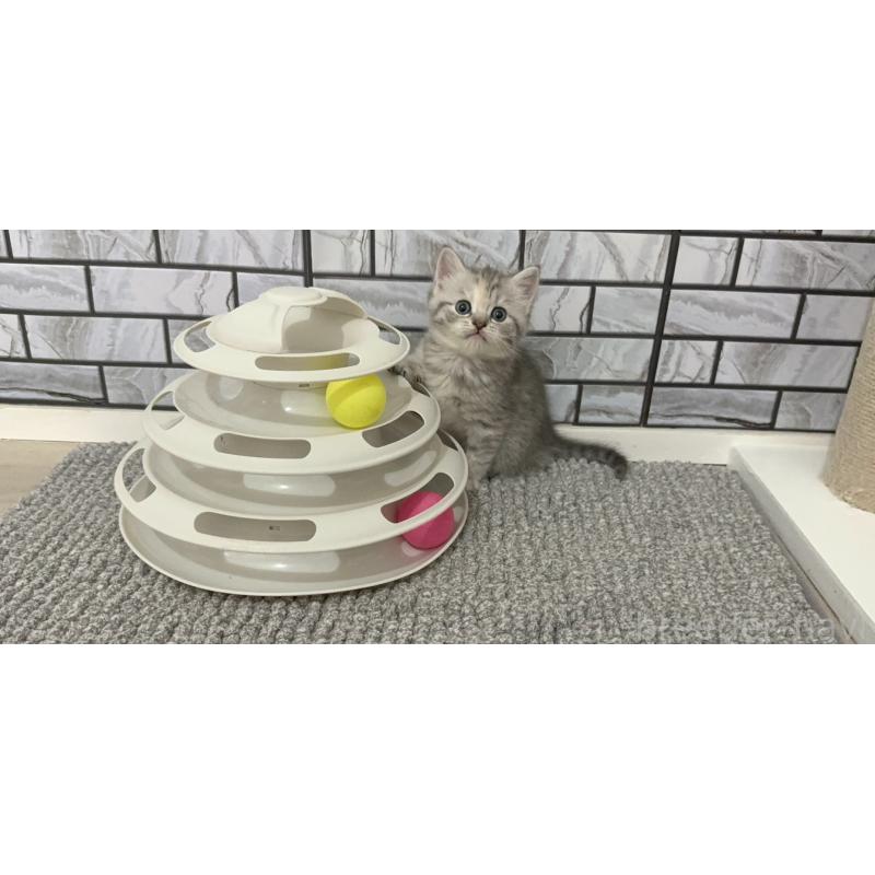 販売中の福岡県のマンチカン-139327の3枚目