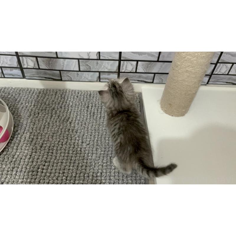 販売中の福岡県のマンチカン-139327の2枚目