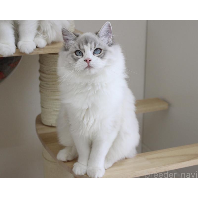 販売中の山梨県のラグドール-131658の6枚目