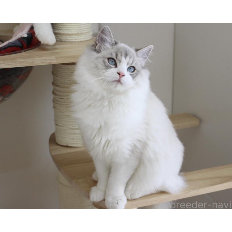販売中の山梨県のラグドール-131658の5枚目