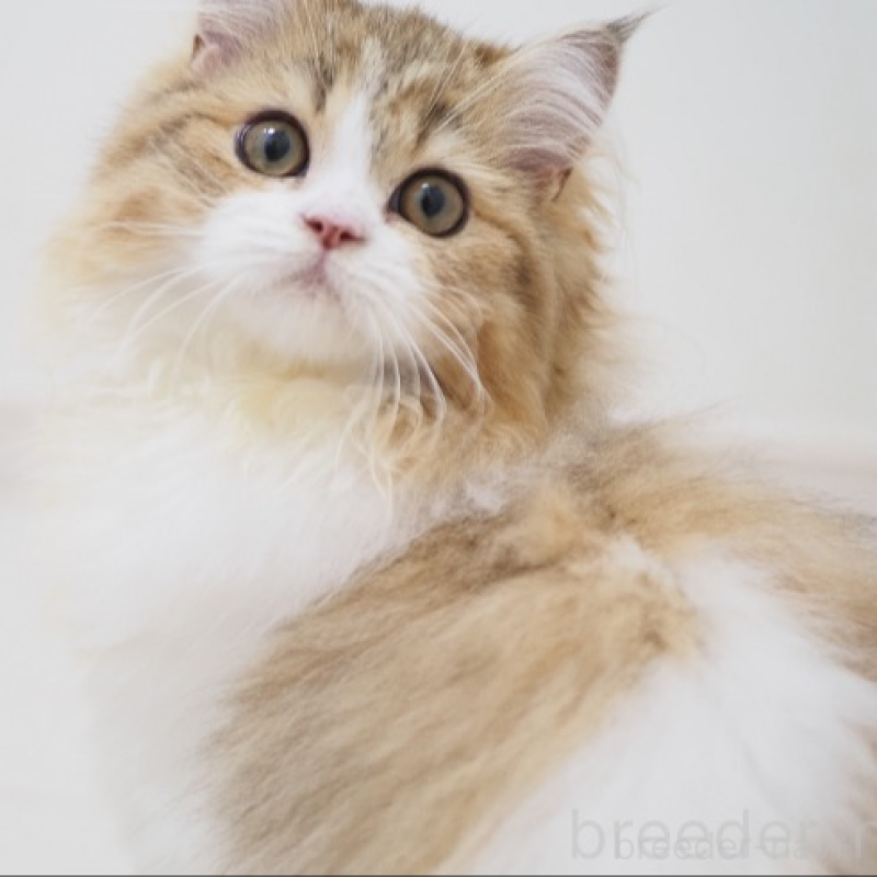 販売中の埼玉県のスコティッシュストレート-139328の4枚目