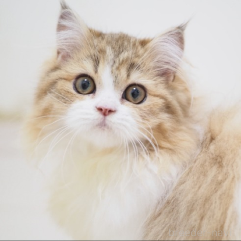 販売中の埼玉県のスコティッシュストレート-139328の1枚目