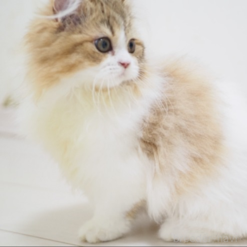 販売中の埼玉県のスコティッシュストレート-139328の3枚目