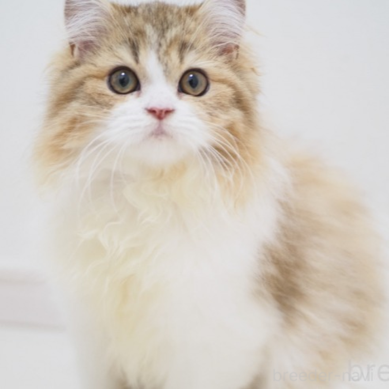 販売中の埼玉県のスコティッシュストレート-139328の2枚目