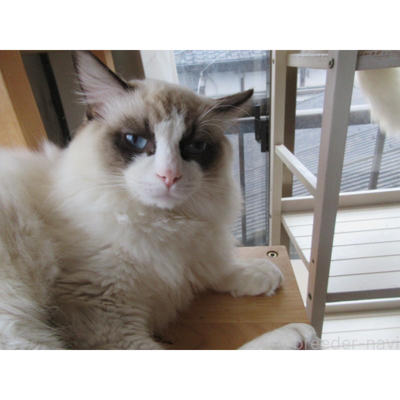 販売中の大分県のラグドール-121230の4枚目