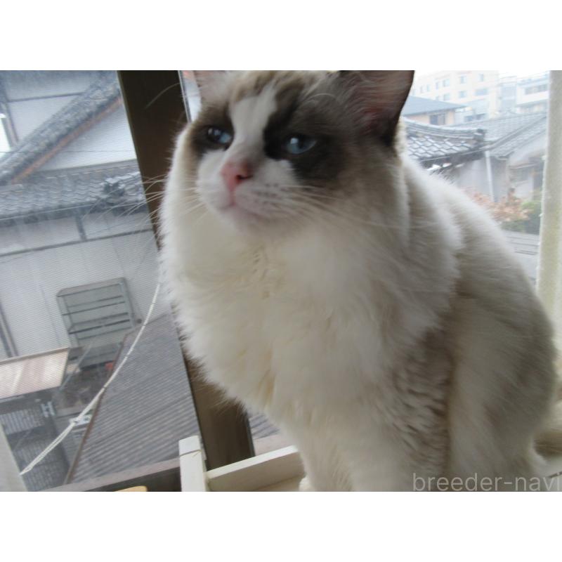 販売中の大分県のラグドール-121230の3枚目