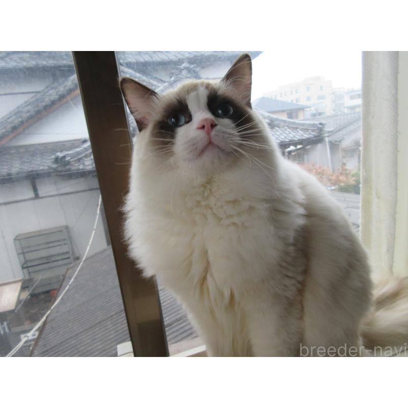 販売中の大分県のラグドール-121230の2枚目