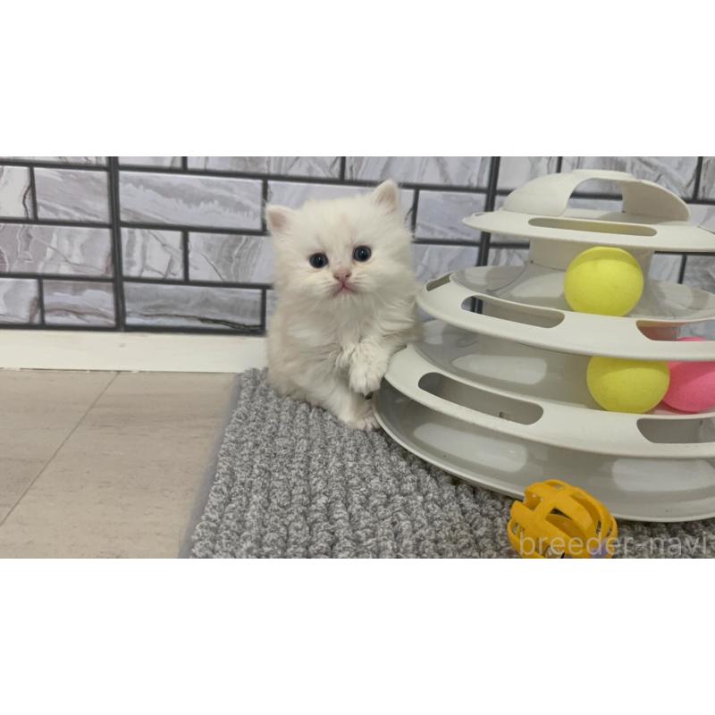 販売中の福岡県のマンチカン-139329の5枚目