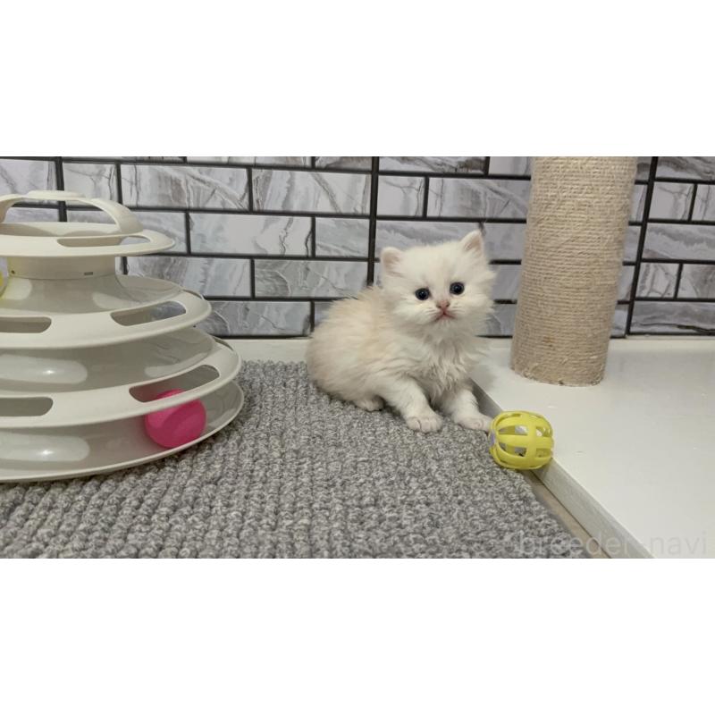 販売中の福岡県のマンチカン-139329の3枚目