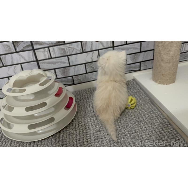 販売中の福岡県のマンチカン-139329の2枚目