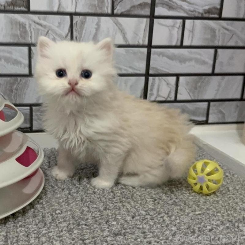 販売中の福岡県のマンチカン-139329