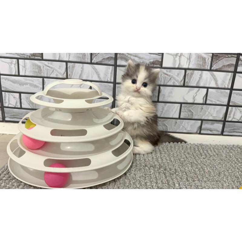 販売中の福岡県のマンチカン-139330の5枚目